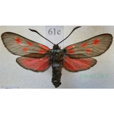Zygaena viciae (Denis & Schiffermüller, 1775) Kraśnik wykowiec Deutschland61c
